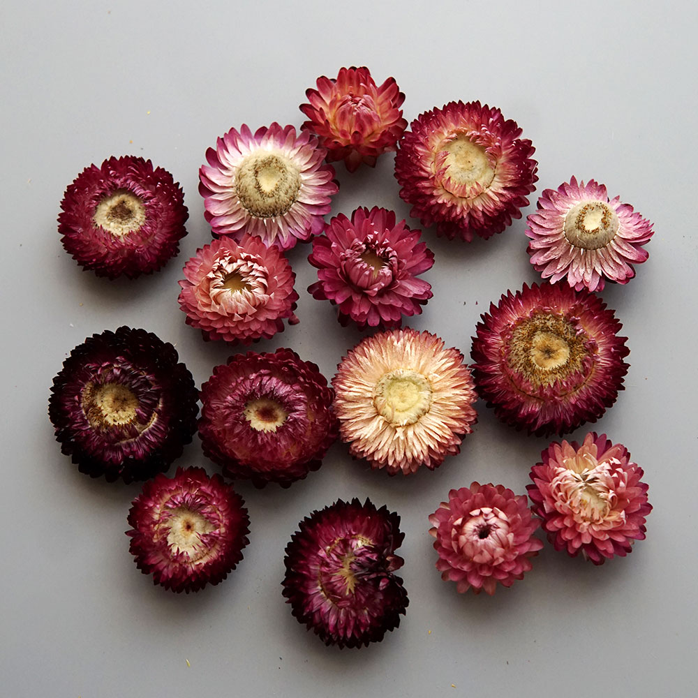 天然のドライでカラフルな菊の花輪,手作りのヘアアクセサリー, - Baby Products のレビューと価格